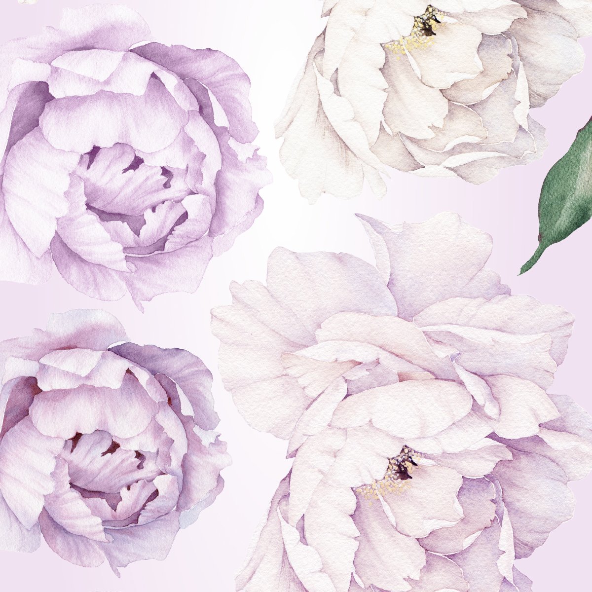 Białe i fioletowe piwonie naklejki na ścianę w salonie#kolor_fioletowy