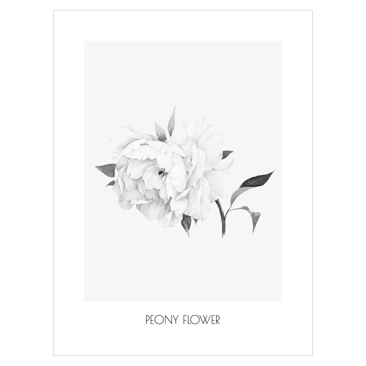 Plakat dla młodzieży z czarno-białym kwiatem piwonii do pokoju licealistki#kolor_szary