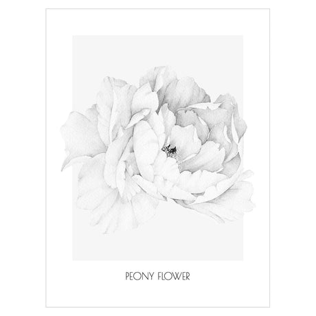Plakat na ścianę - letni kwiat piwonii#kolor_szary