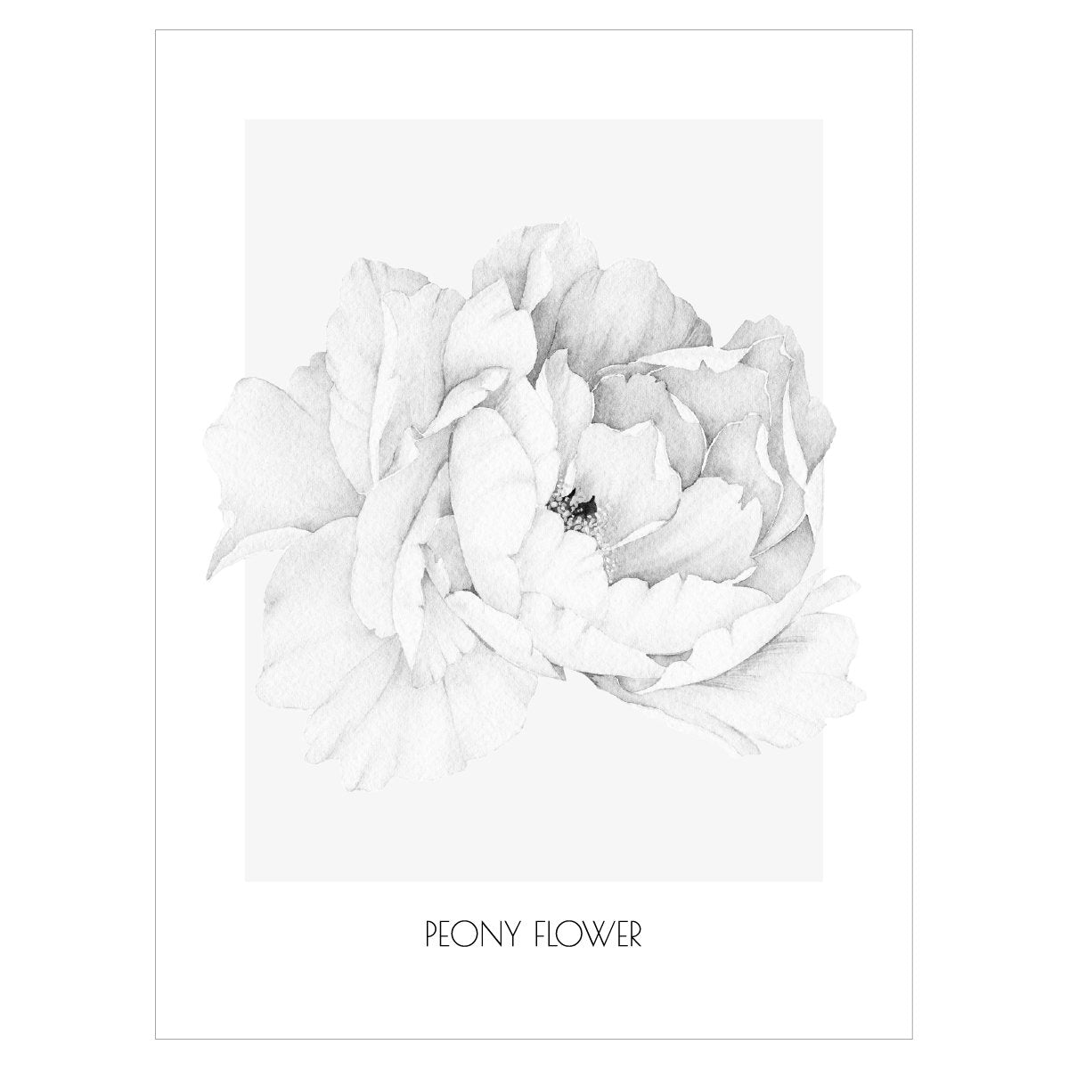 Monochromatyczny plakat na ścianę do pokoju nastolatki kwitnąca piwonia#kolor_szary