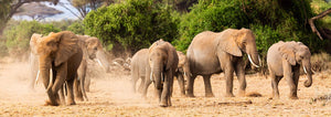 Zdjęcie słoni afrykańskich idących piaszczystą drogą - kolekcja African Animals