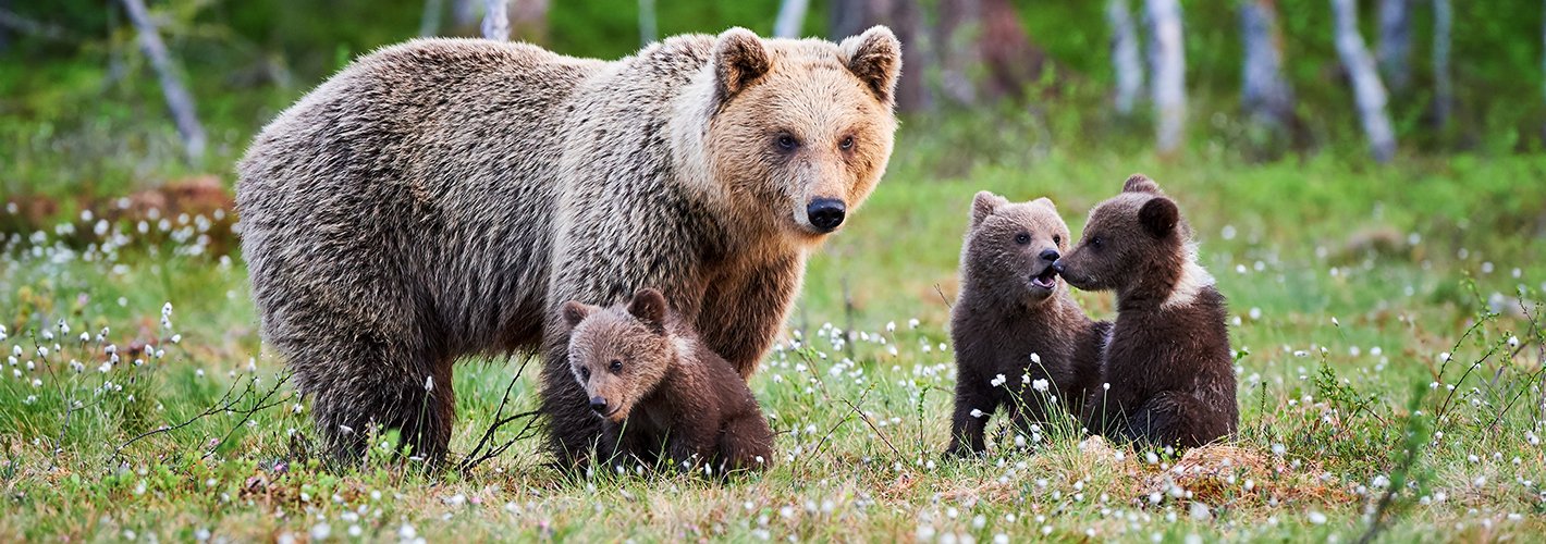 Zdjęcie niedźwiedzicy z małymi niedźwiadkami na leśnej polanie - kolekcja Forest Animals