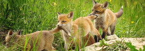 Zdjęcie trzech małych rudych lisów na łące - kolekcja Forest Friends