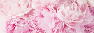 Zdjęcie różowych piwonii - kolekcja Gorgeous Peony