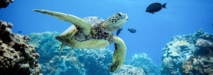 Zdjęcie żółwia morskiego, kolorowa rafa koralowa - kolekcja Ocean Animals