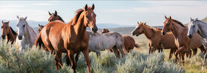 Zdjęcie z dzikimi końmi galopującymi na stepie - kolekcja Wild Horses