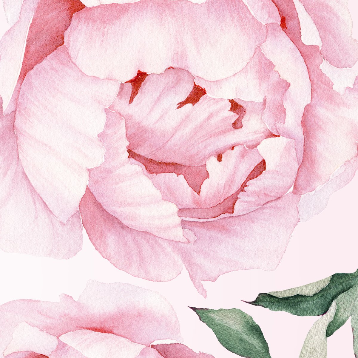 Naklejki na ścianę różowe kwiaty piwonie do pokoju dziewczynki#kolor_rozowy-mix