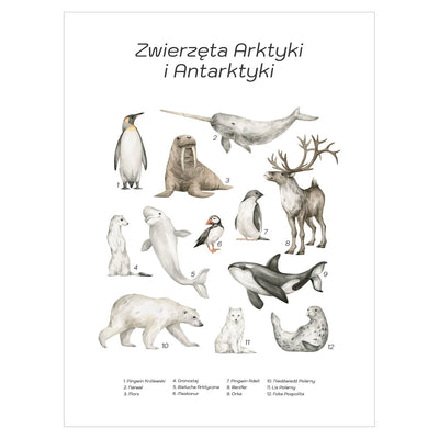 Plakat dla dzieci - zwierzęta Arktyki i Antarktyki#jezyk_polski