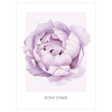 Plakat do sypialni fioletowy kwiat piwonii - PEONY FLOWER#kolor_fioletowy