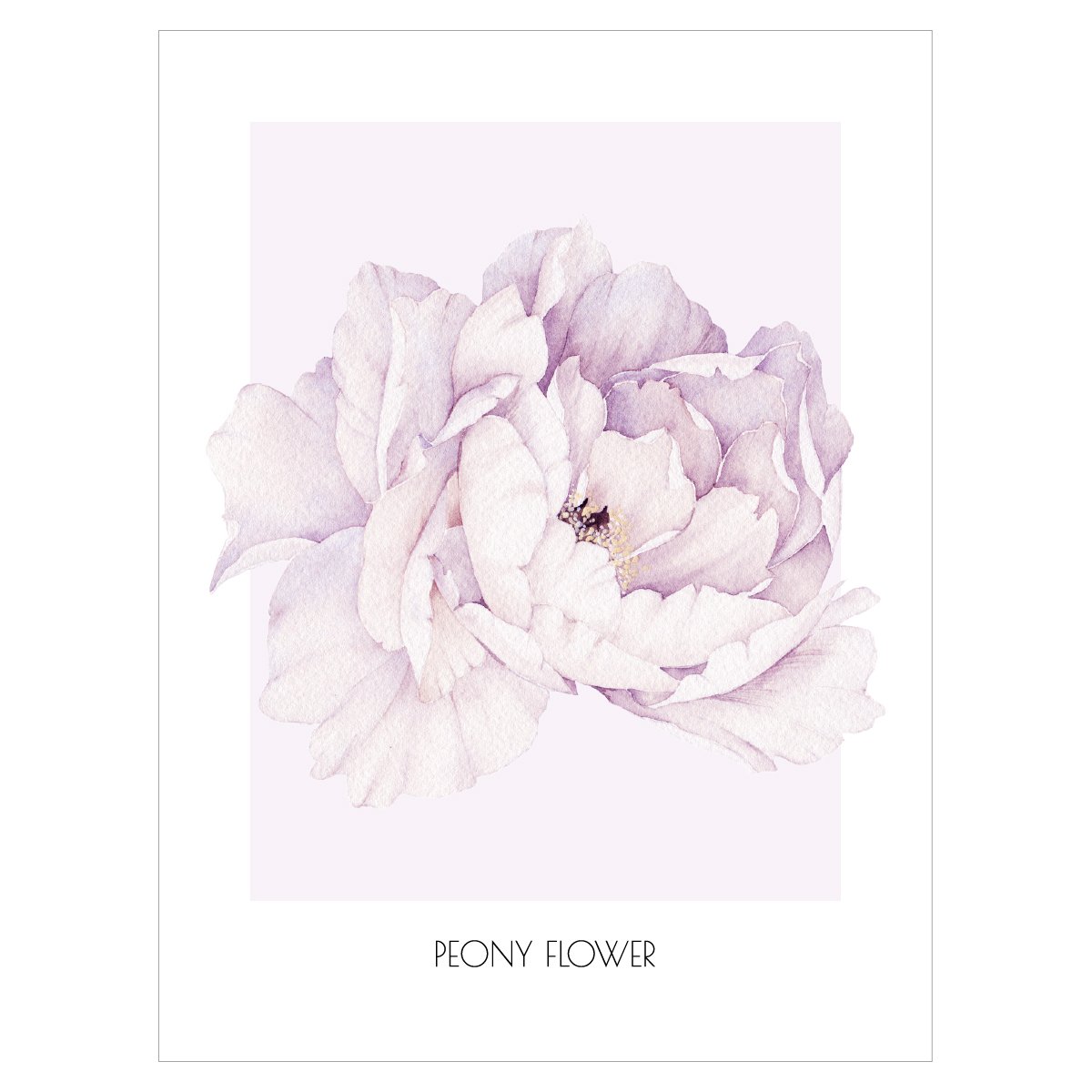 Plakat z rozkwitniętym kwiatem piwonii - peony flower#kolor_fioletowy