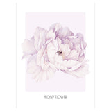 Plakat z rozkwitniętym kwiatem piwonii - peony flower#kolor_fioletowy