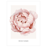 Plakat do jadalni vintage peony#kolor_brzoskwiniowy