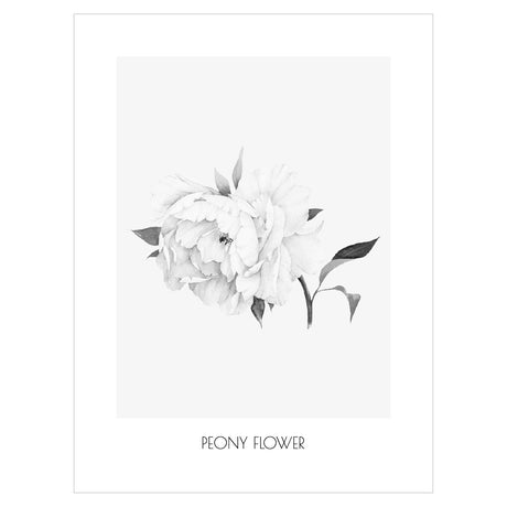 Plakat z kwitnącą piwonią - peony flower#kolor_szary