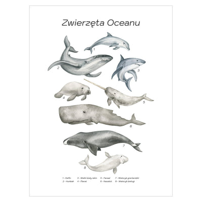 Plakat dla dzieci i młodzieży- zwierzęta Oceanu#jezyk_polski