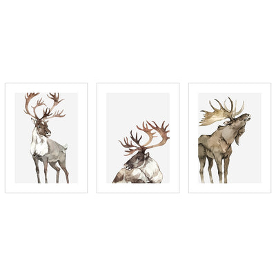 Plakaty ze zwierzętami leśnymi - renifery - zestaw trzech plakatów
